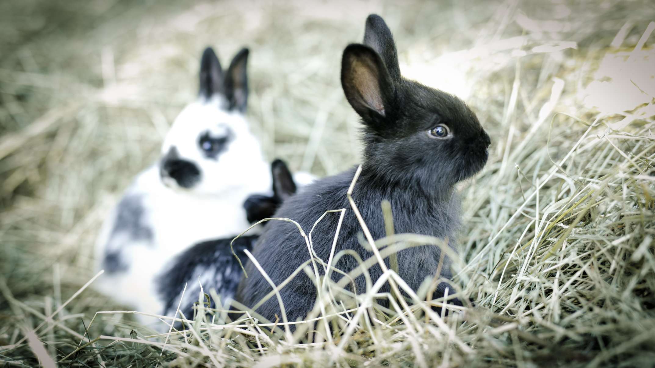 Kaninchen im Heu, Kaninchen fressen Heu, Heu für Kaninchen