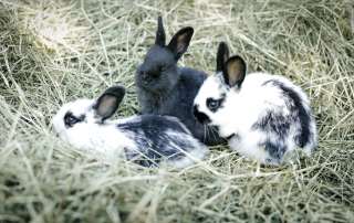 Kaninchen fressen Almheu